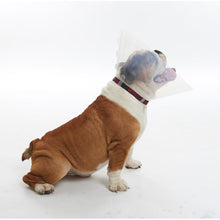 Load image into Gallery viewer, BUSTER pēcoperāciju apkakle brahiocefāliskiem suņiem