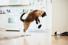 Load image into Gallery viewer, PLAY Feline Frenzy Catch a Meowse, čaukstošas pelītes ar kaķumētru, ko var papildināt, brūna & pelēka, 2 gab.