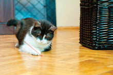 Load image into Gallery viewer, KONG Cat lāzera stara rotaļlieta kaķim, ar baterijām