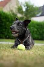 Load image into Gallery viewer, KONG Airdog SqueakAir Balls, XS izmērs, 3 gab.