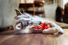 Load image into Gallery viewer, P.L.A.Y. International Classic Slup it Up, Nūdeļu bļoda, čaukst un pīkst