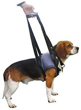 Load image into Gallery viewer, Nestuves priekškājām Handy Canis suņiem un kaķiem