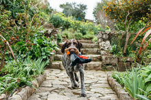 Load image into Gallery viewer, PLAY Willow's Mythical Dragon, pūķis, čaukst, BONUSĀ - pīkstoša sensorā bumba, 26x30 cm