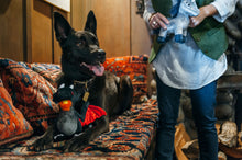 Load image into Gallery viewer, PLAY Willow's Mythical Dragon, pūķis, čaukst, BONUSĀ - pīkstoša sensorā bumba, 26x30 cm