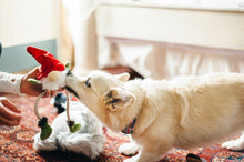 Load image into Gallery viewer, PLAY Willow's Mythical Gnome, rūķis, pīkst, čaukst, velkamas virves kājas un rokas, BONUSĀ - pīkstoša sensorā bumba, 10 cm