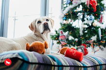 Load image into Gallery viewer, PLAY Holiday Classic Whole Turkey - Tītara cepetis