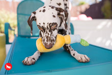 Load image into Gallery viewer, PLAY Tropical Paradise Canine Cerveza - Alus pudele