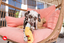 Load image into Gallery viewer, PLAY Tropical Paradise Canine Cerveza - Alus pudele