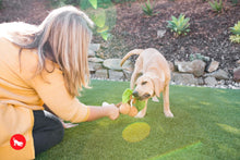 Load image into Gallery viewer, Tropical Paradise Puppy Palm - Palma