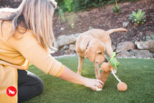 Load image into Gallery viewer, Tropical Paradise Puppy Palm - Palma