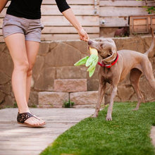 Load image into Gallery viewer, PLAY Garden Fresh Corn - Kukurūza