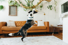 Load image into Gallery viewer, PLAY Fetching Flock Eagle, Ērglis, čaukst, pīkst, atplešami spārni, 11-43 cm