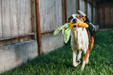 Load image into Gallery viewer, PLAY Garden Fresh Corn - Kukurūza