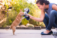 Load image into Gallery viewer, PLAY Willow's Mythical Unicorn, vienradzis, pīkst, kraukšķ, 20x25 cm