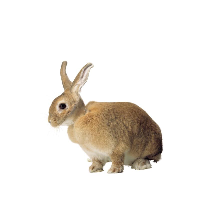 BUSTER CLICK pēcoperāciju apkakle trusim