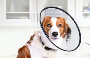 BUSTER COMFORT pēcoperāciju apkakle sunim un kaķim