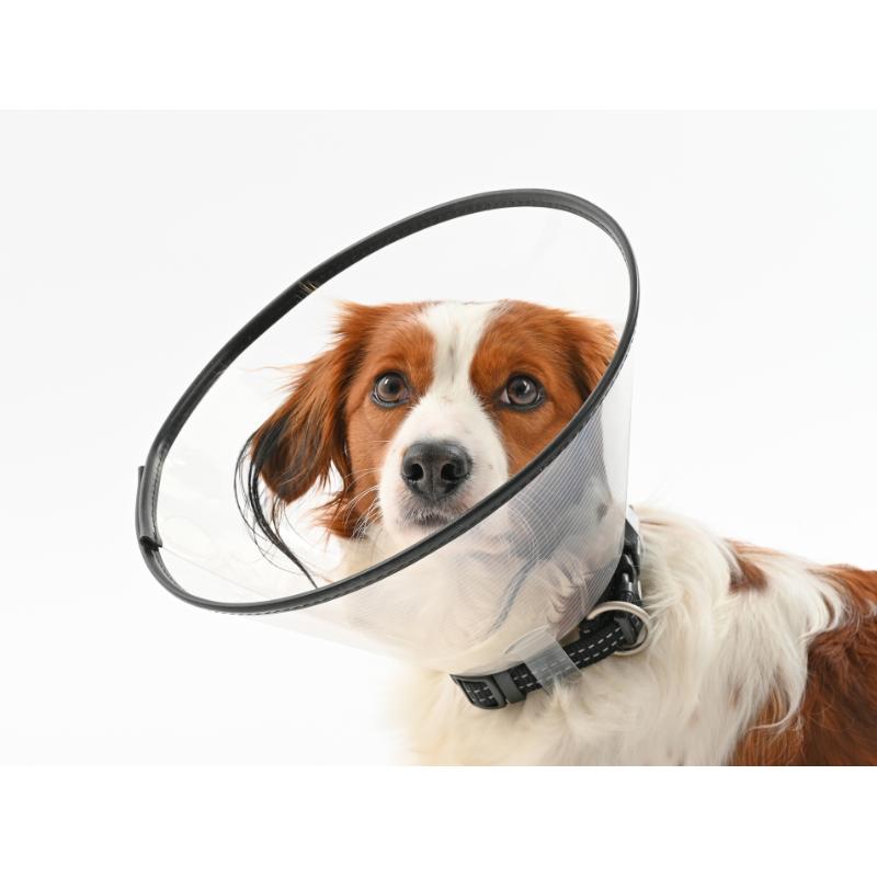 BUSTER COMFORT pēcoperāciju apkakle sunim un kaķim