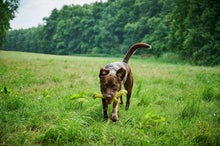 Load image into Gallery viewer, LABONI Gretchen Giraffe, kokvilnas virves rotaļlieta sunim, Žirafe, S, dzeltena, 26 cm
