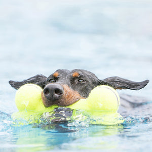 KONG AirDog Squeaker Kauls, pīkst, tenisa bumbas materiāla, S