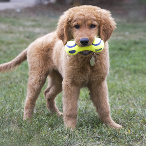 KONG AirDog Squeaker hantele, pīkst, tenisa bumbas materiāla, L