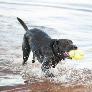 KONG AirDog Squeaker regbija bumba, pīkst, tenisa bumbas materiāla, L