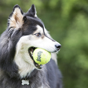 KONG AirDog Squeaker tenisa bumbas ar pīkstuli, L, 2 gab.tīkliņā