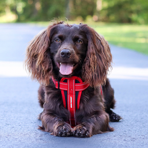 EZYDOG CHEST PLATE  KRŪŠU SIKSNA