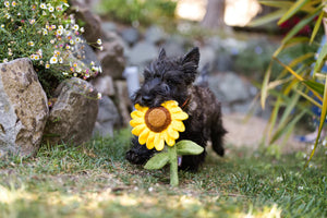 PLAY Blooming Buddies Sassy Sunflower, saulespuķe, iestrādāta virve, čaukst, 25 cm, BONUSĀ - pīkstoša sensorā bumba