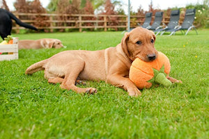 PLAY Garden Fresh Pumpkin - Ķirbis