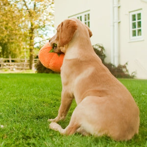 PLAY Garden Fresh Pumpkin - Ķirbis