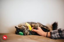 Load image into Gallery viewer, PLAY Feline Frenzy Kitty De'Lights - Gaismiņas
