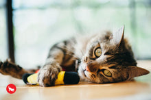 Load image into Gallery viewer, PLAY Feline Frenzy Kitty De'Lights - Gaismiņas
