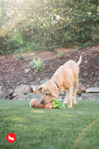 Tropical Paradise Puppy Palm - Palma