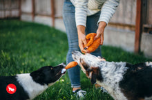 Load image into Gallery viewer, PLAY Holiday Classic Whole Turkey - Tītara cepetis
