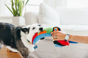 PLAY Fetching Flock Toucan, tukāns, čaukst, pīkst, kraukšķ, 40 cm