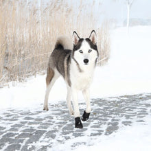 Load image into Gallery viewer, Trixie suņu zābaks Walker Active
