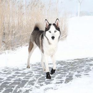 Trixie suņu zābaks Walker Active