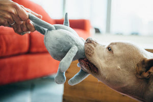 PLAY Big Five of Africa Elephant, zilonis, milzīgs pīkstošs vēders, čaukstošas ausis, velkamas virves pakaļkājas, 25 cm
